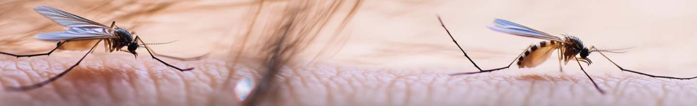 Quel est le traitement préventif contre les moustiques le plus efficace ?