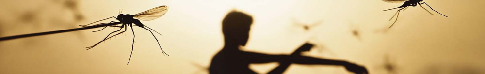 Quel est le meilleur anti-moustiques naturel efficace et non toxique ?