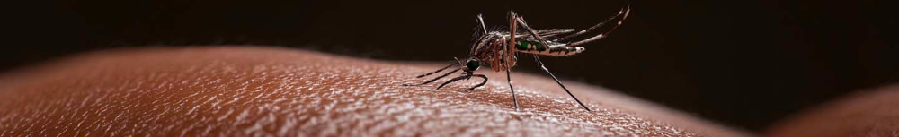 Quel est le produit miracle contre les moustiques ?