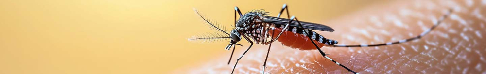 Comment calmer rapidement les piqûres de moustiques ?