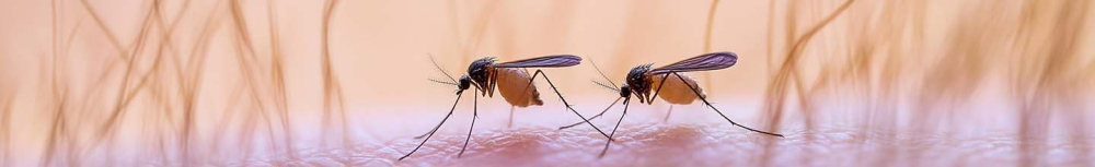 Comment éloigner les moustiques avec un remède de grand-mère ?