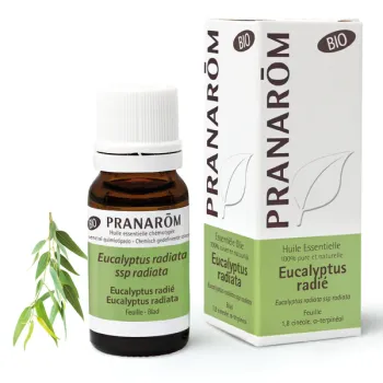 Huile essentielle d'Eucalyptus radié bio Pranarôm - flacon de 30 ml