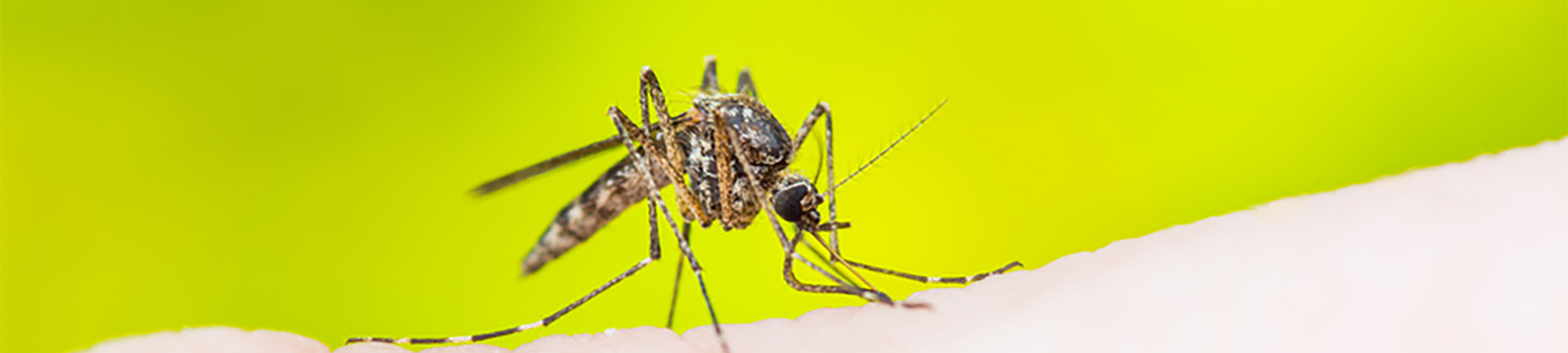 Quelle est la solution radicale pour se débarrasser des moustiques ?