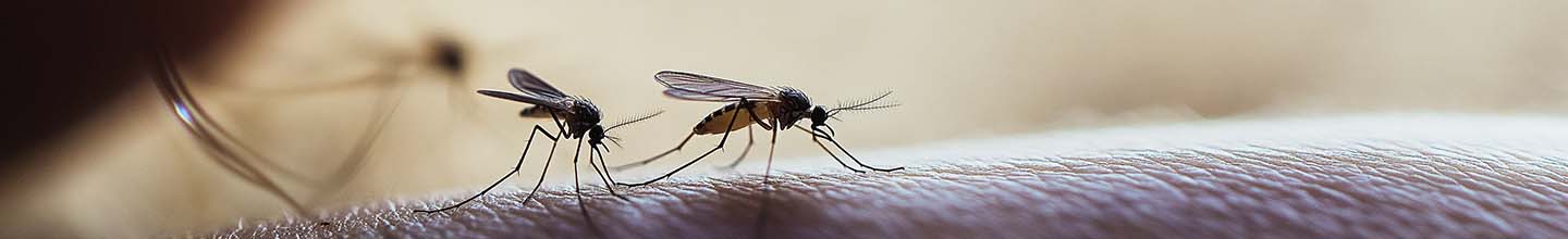 Quel est le répulsif antimoustiques le plus efficace ?