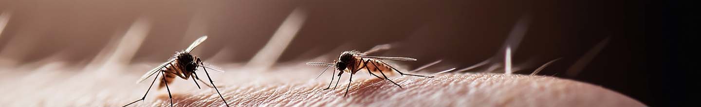 Quel est le meilleur anti-moustique pour la maison ?