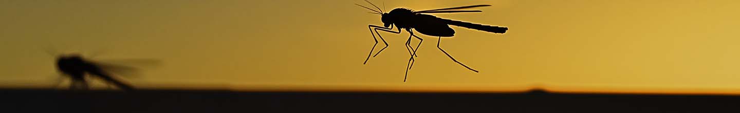 Comment puis-je éviter les piqûres de moustiques ?