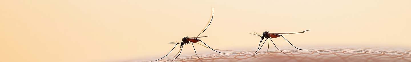 Quelle huile essentielle est la plus efficace pour repousser les moustiques ?